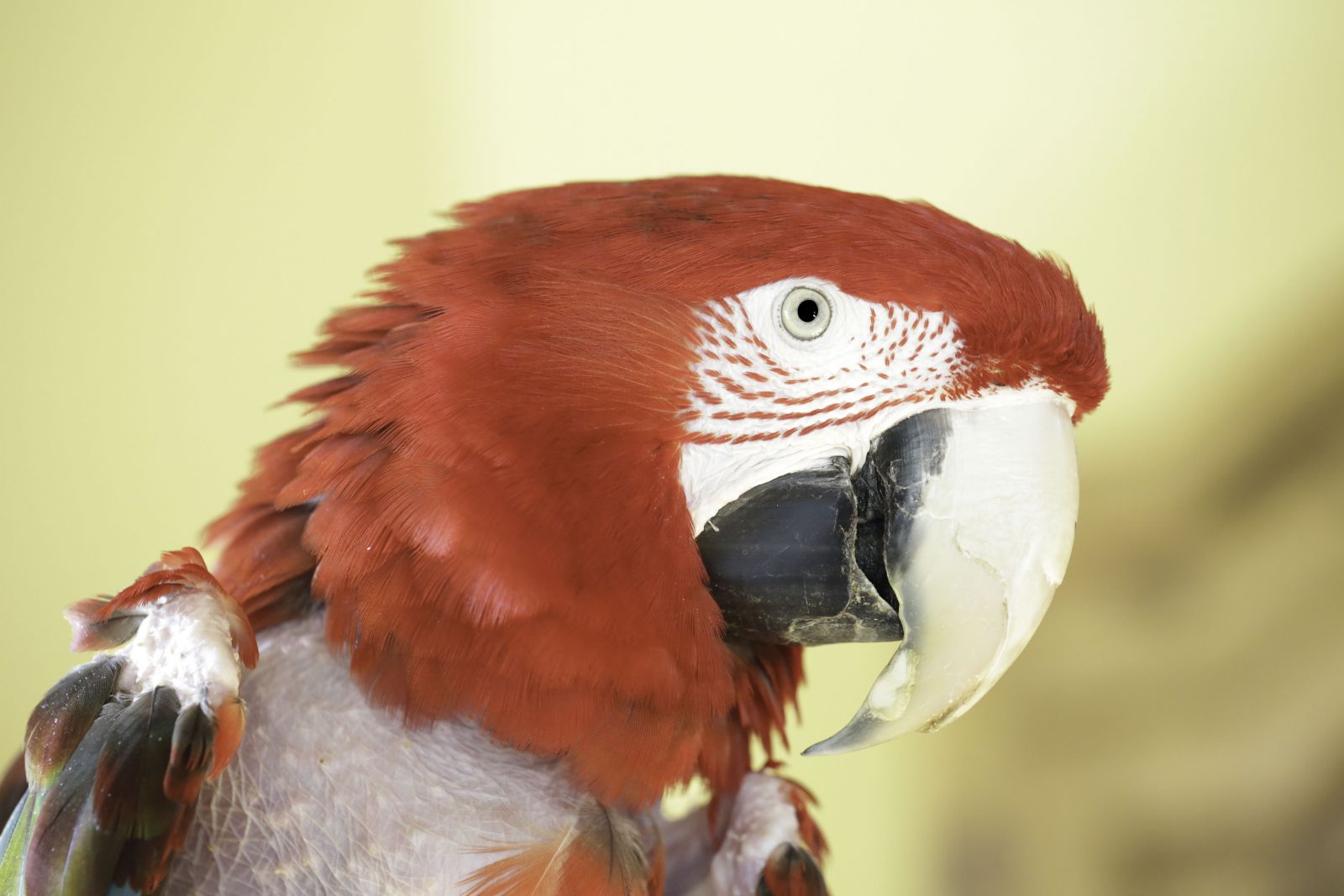 Baby, a Greenwing Macaw