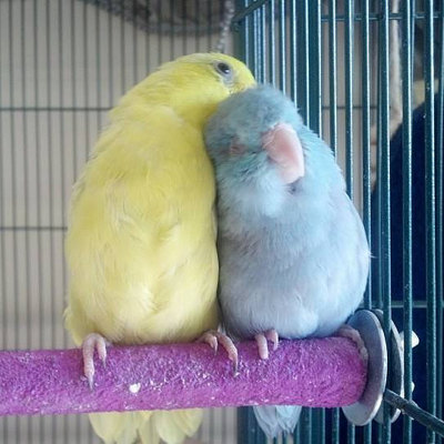 two parrotlets