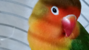 Popsicle, lovebird available for adoption